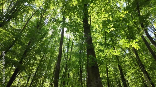 Green summer forest with flowers and grass in morning sunlight.