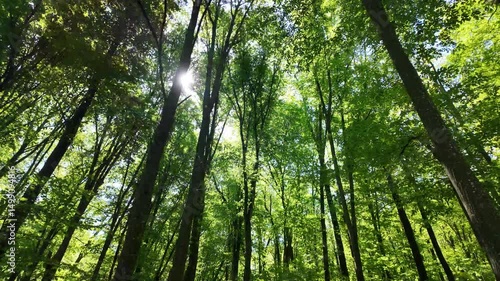 Green summer forest with flowers and grass in morning sunlight.
