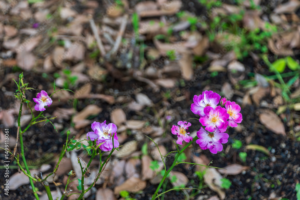 Obraz premium 初夏の地面に咲くピンク色のバラの花