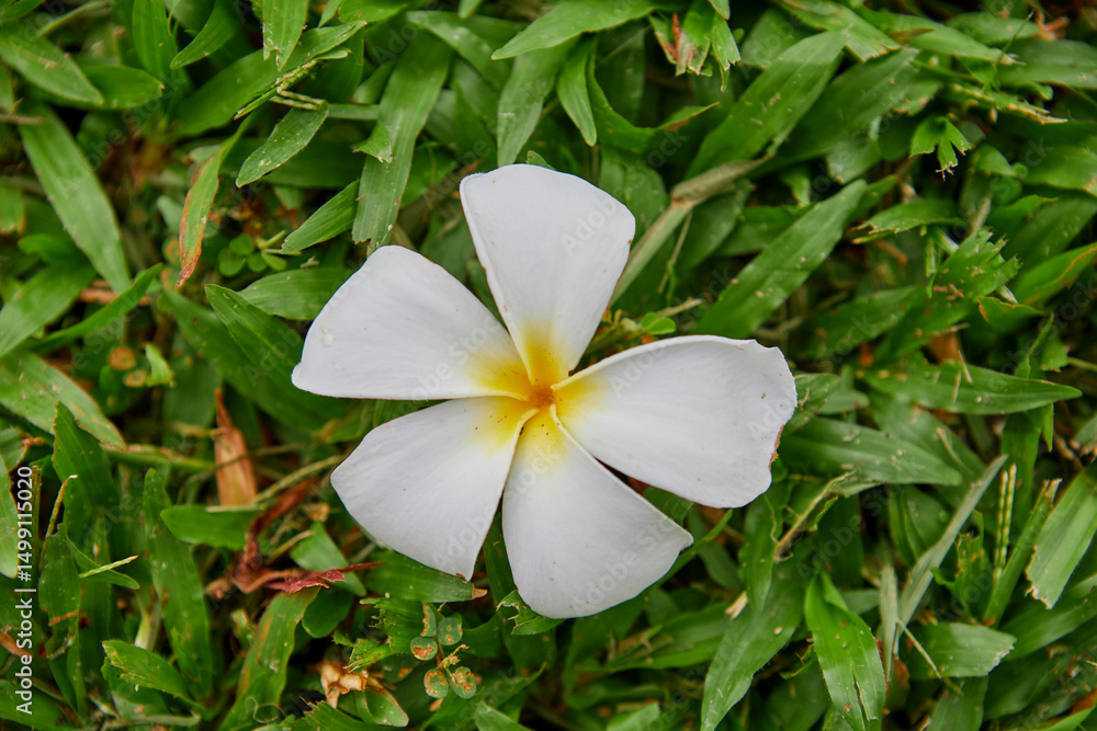 Fototapeta premium Close-up view of white Frangipani flower on grass