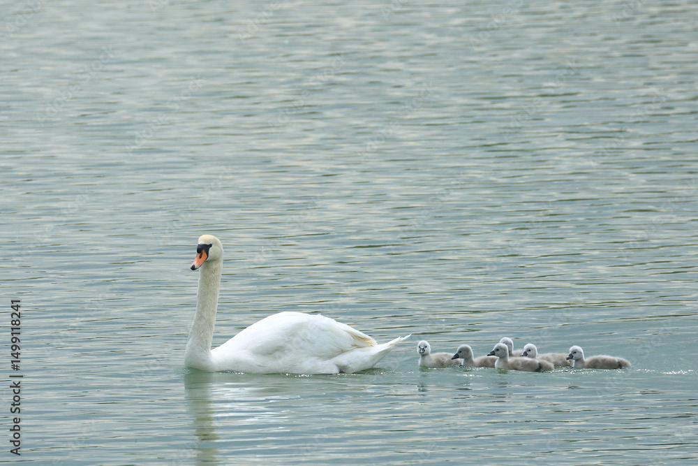 Fototapeta premium Swan with young cygnets on the lake 