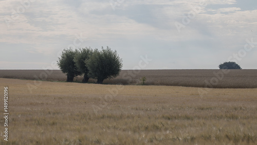 Skåne field after harvest