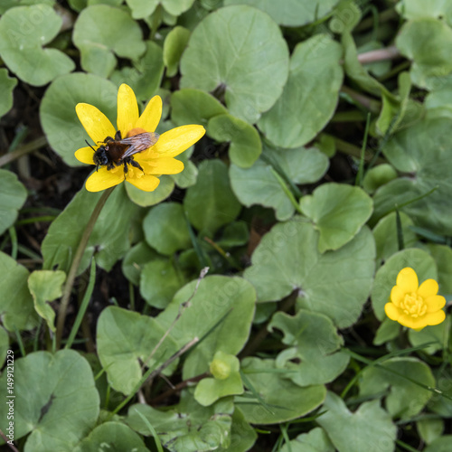 Bumblebee on yellow flower