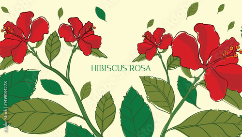 hibiscus rosa