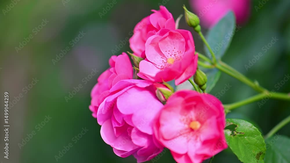 The Wind Stirs the Pink Roses The Wind Stirs the Pink Roses