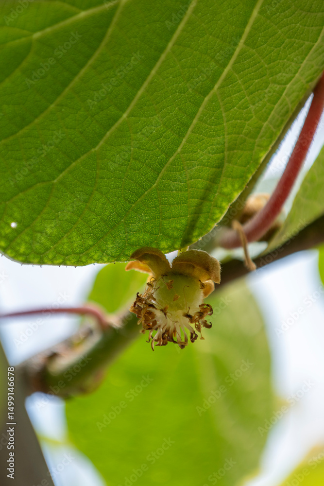 Obraz premium Actinidia chinensis or deliciosa fruit, green kiwifruit, fuzzy kiwifruit. Small kiwi, Actinidia scion, green leaves on sunny day, backlight