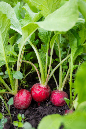 Harvesting red radishes from the garden