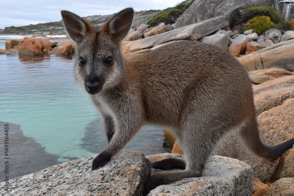 Naklejka premium Wild wallaby exploring rocky shore near calm water in a coastal setting during daytime