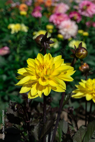 Bright Yellow Dahlia Flower Blooming in a Vibrant Garden