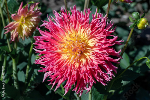 Vivid Pink and Yellow Dahlia Flower Blooming in Outdoor Sunlight