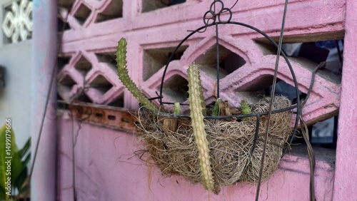 Hanging Basket with Cactus in Urban Environment Against Pink Wall Surrounded by Natural Elements and Textures