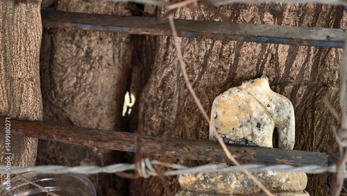 Weathered Stone Figure Hidden Among Trees with Iron Bars and Twisted Wire in an Outdoor Setting