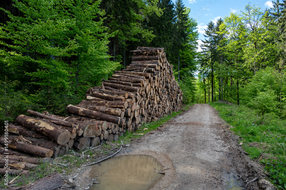 Mountain hiking trail winding through valley with stacked and cut tree trunks along the path, showing nature and human activity in harmony. Mountain hiking trail winding through valley with stacked and cut tree trunks along the path, showing nature and human activity in harmony.