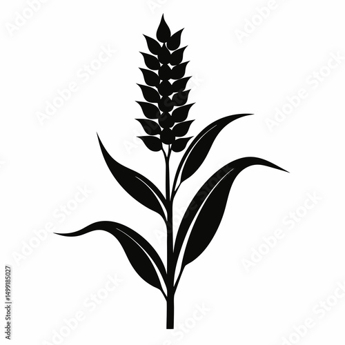 wheat ears isolated on white