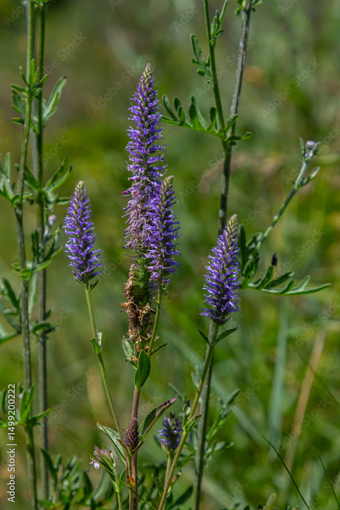 Fototapeta premium Veronica spicata spiked speedwell syn. Pseudolysimachion spicatum is a species of flowering plant in the family Plantaginaceae
