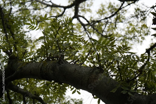 Ash, Narrow-leaved ash (Fraxinus angustifolia) 