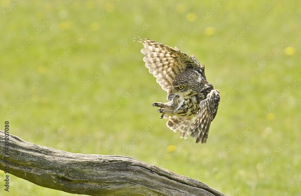 Fototapeta premium A Little Owl coming into land on a fallen tree branch.