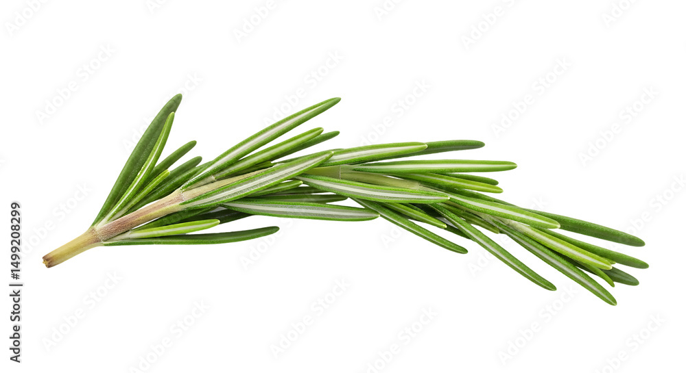 Fototapeta premium Fresh Rosemary Sprig Isolated on Black Background Culinary Herb Ingredient