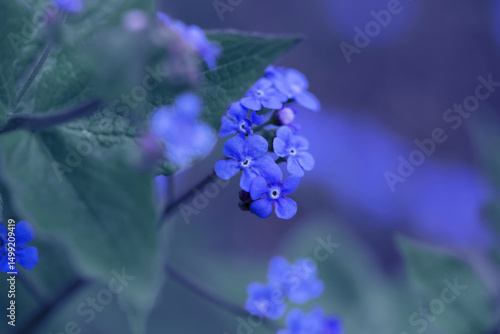 Close-Up of Vibrant Blue Flowers and Green Leaves on a Blurred Background