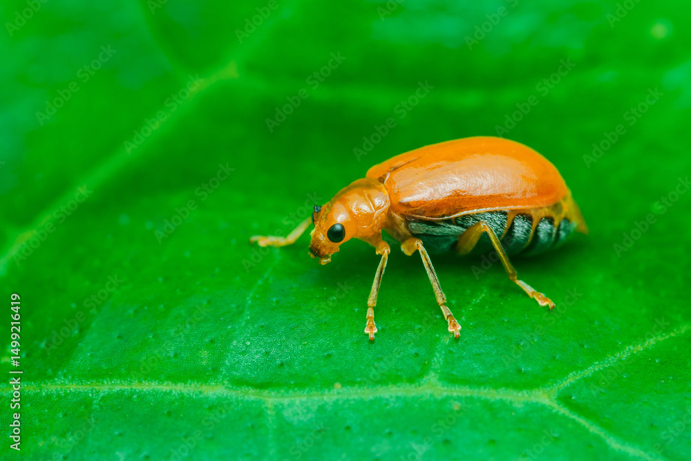 Naklejka premium Aulacophora indica or cucurbit beetle crawling on green leaf