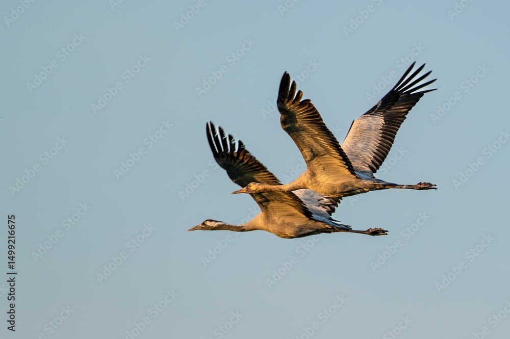 Fototapeta premium Cranes in flight against a clear sky.