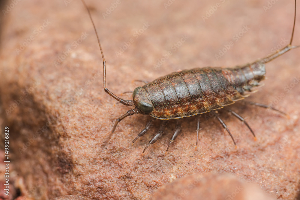 Ligia oceanica, common sea slater, crawling on rock Ligia oceanica, common sea slater, crawling on rock