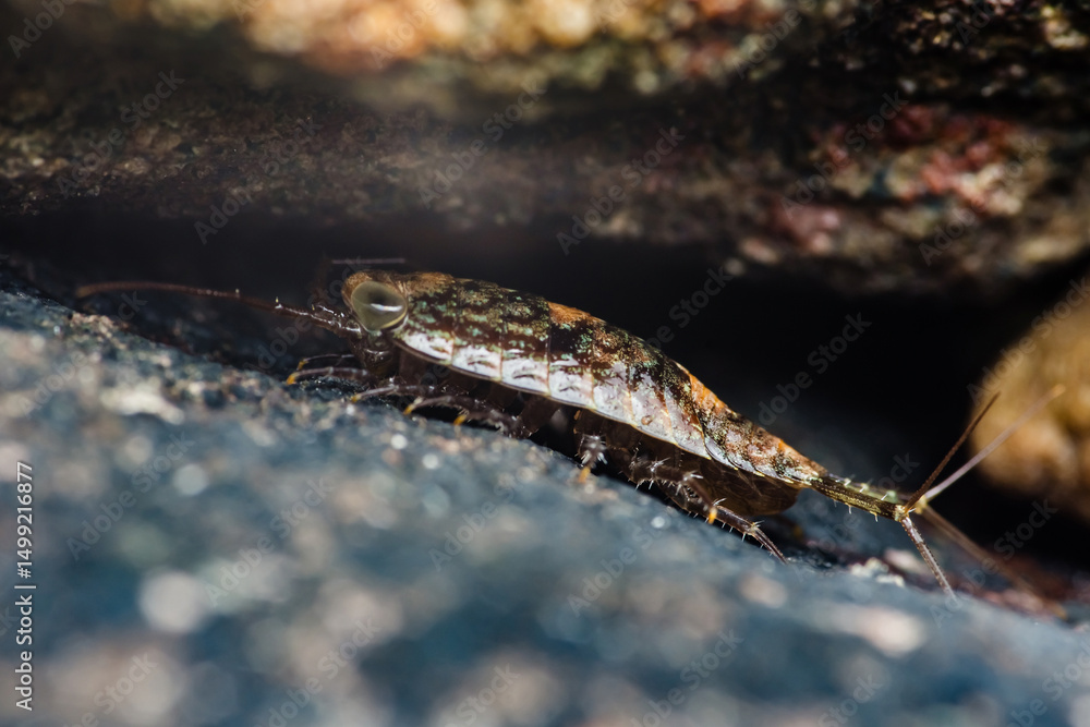 Fototapeta premium Marine isopod crawling on rock in underwater habitat