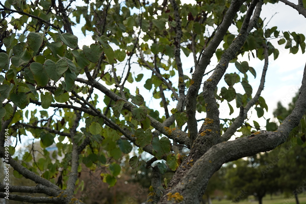 Obraz premium The Chinese redbud (Cercis chinensis)