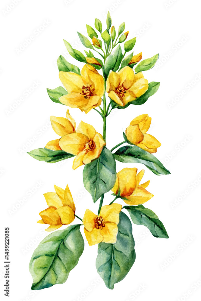Obraz premium Watercolor botanical illustration yellow wildflowers green leafy stem. Hand-painted floral design. Lysimachia punctata 