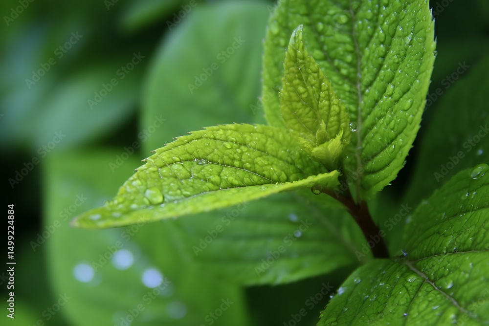 Vivid close-up of fresh green young plants
Vivid close-up of fresh green young plants