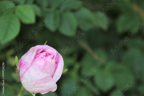 Wallpaper Mural beautiful pink rose bud close-up on a blurred green background Torontodigital.ca