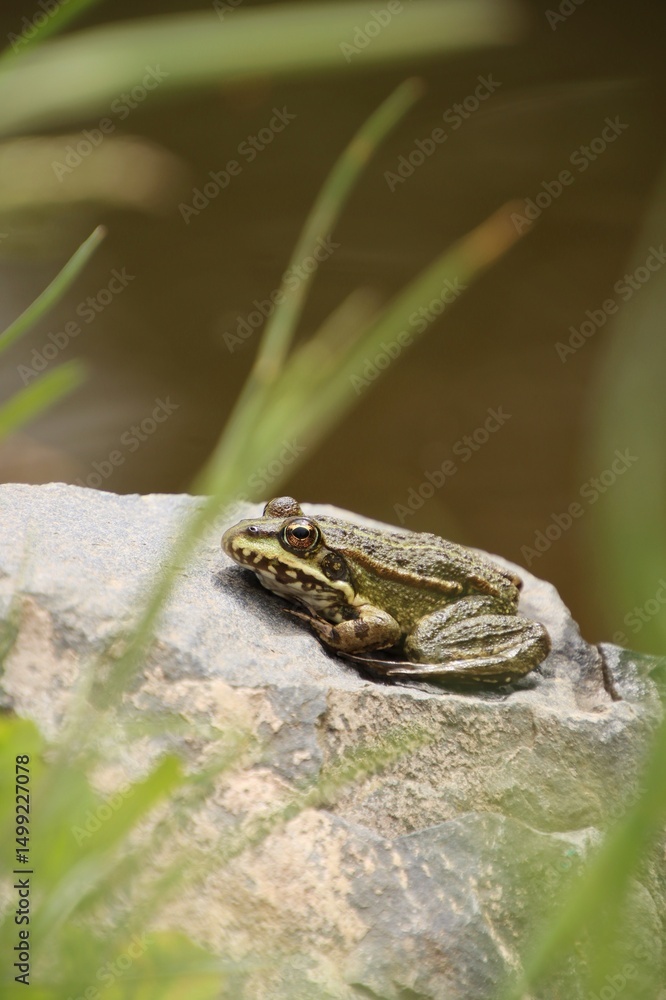 Obraz premium A frog rests on a stone by the water