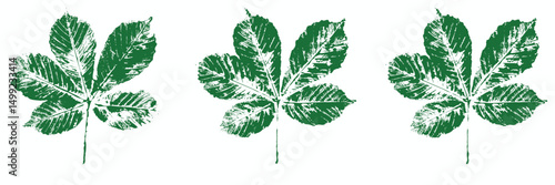 Natural horse chestnut leaves imprint, Grunge style, Vector, Isolated, Decorative elements for design	