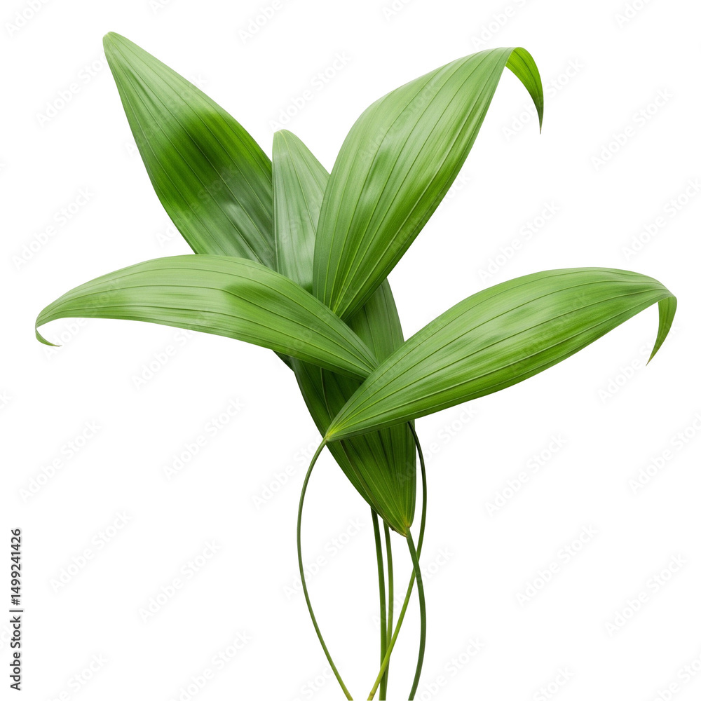 Obraz premium palm leaf