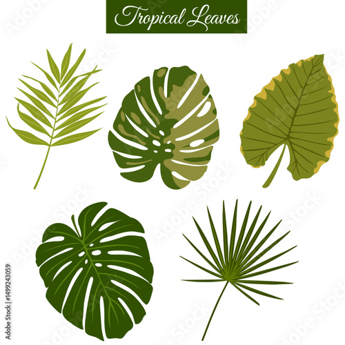 Botanical Tropical Leaf Collection: Monstera, Palm, Palmetto Fan, and Philodendron Art 