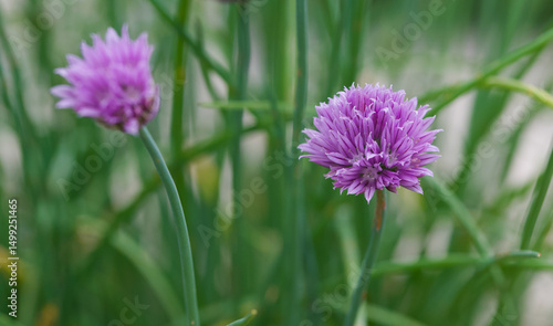 Beautiful close-up of allium schoenoprasum