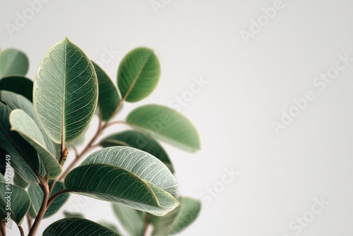 Close-up shot of a vibrant rubber plant's leaves, showcasing their intricate veins and lush green color, adding a touch of nature to any indoor space.