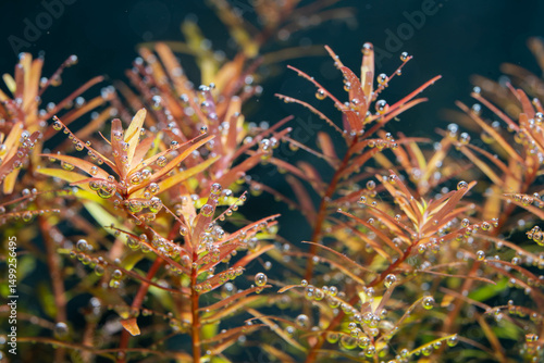 a rotala rotundifolia red photosynthesize or captures carbon dioxide bubbles under the water