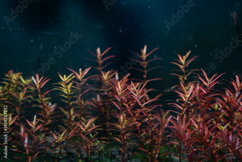 a rotala rotundifolia red photosynthesize or captures carbon dioxide bubbles under the water