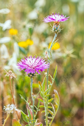 Beautiful wild pink basket flower