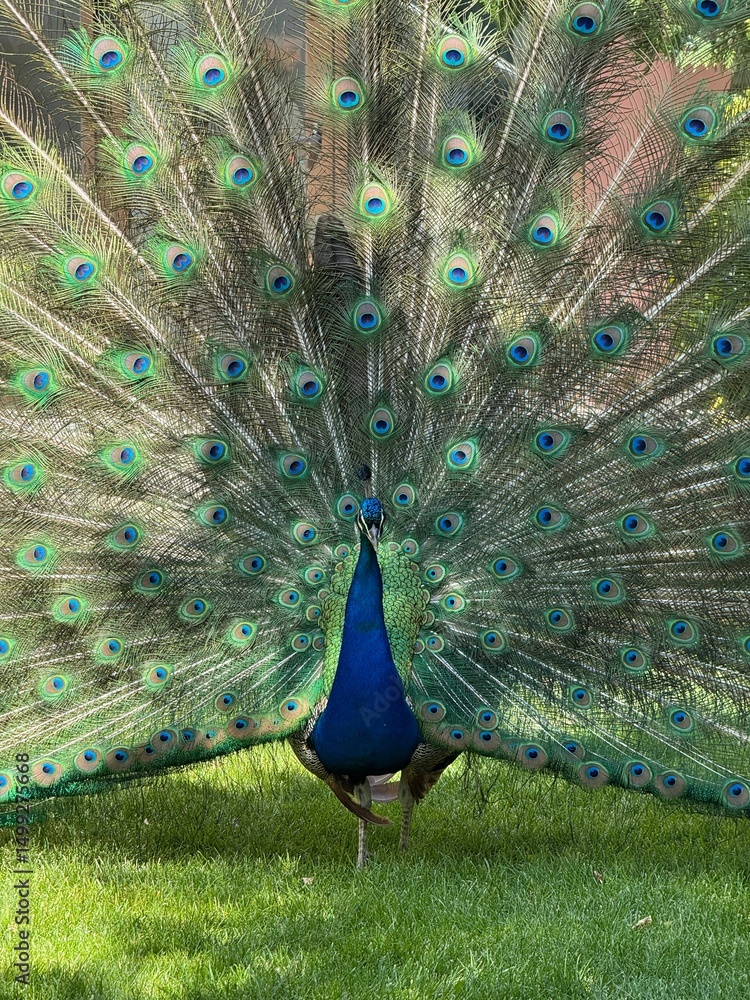 Naklejka premium A majestic peacock strolling through a lush summer garden, its iridescent feathers gleaming in the sunlight — a perfect harmony of natural elegance and vibrant color.