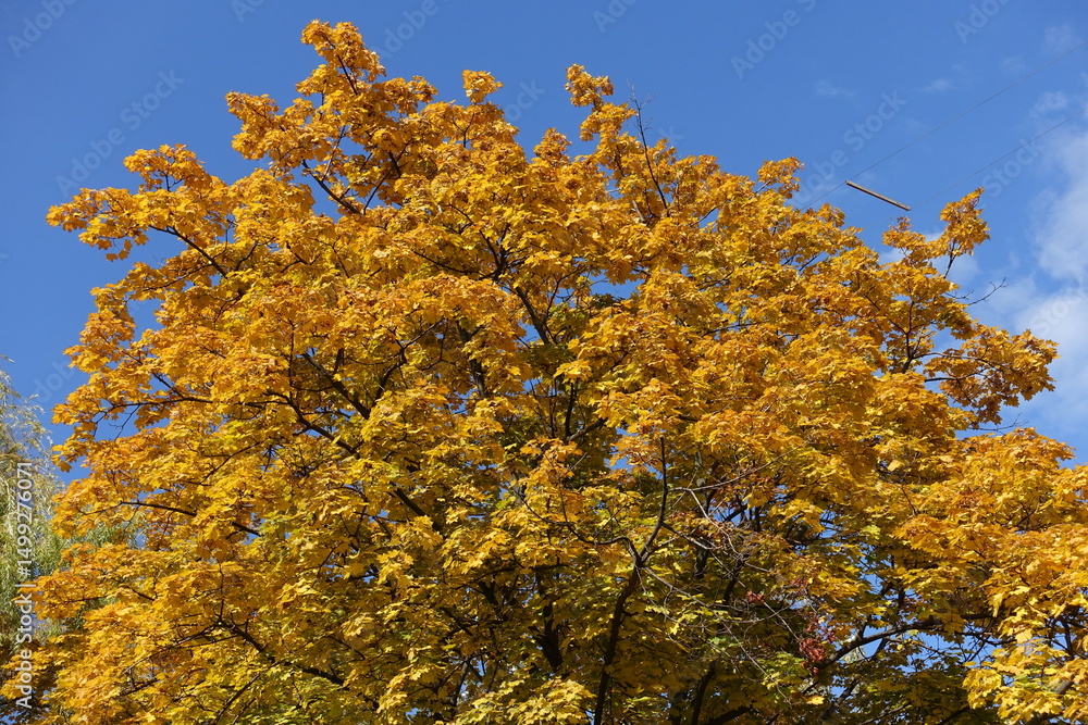 Fototapeta premium Top of Norway maple tree with autumnal foliage against blue sky in October