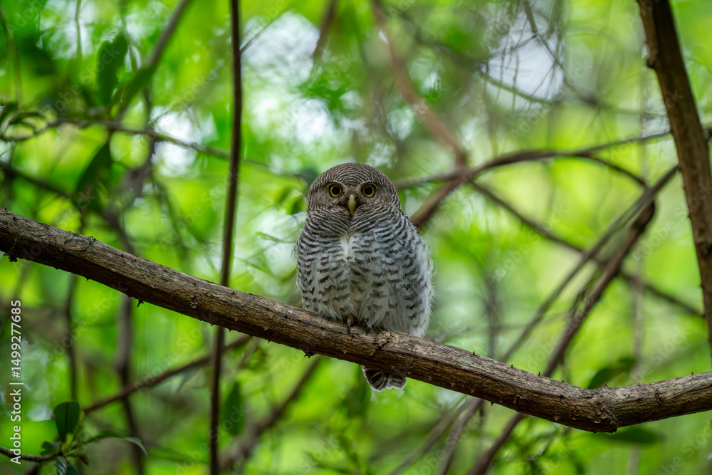 Forest owlet Forest owlet