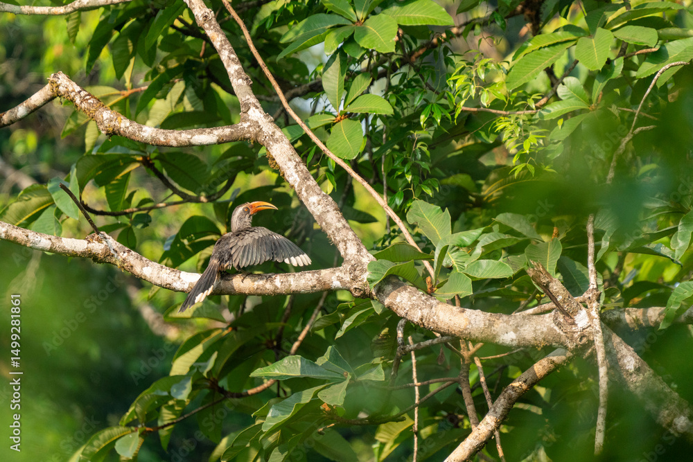 Malabar grey hornbill Malabar grey hornbill