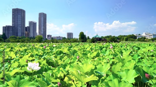 【東京都・台東区】蓮の花が咲く上野公園の不忍池の風景　フィックス　 Shinobazu Pond in Ueno Park, where lotus flowers bloom. - Tokyo, Japan - fix	