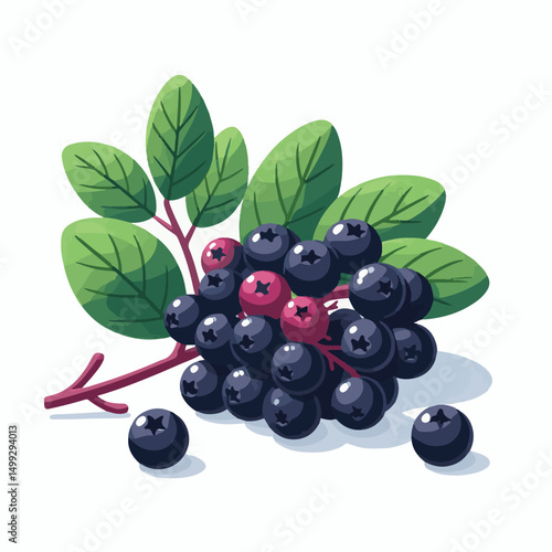 chokeberry, nature, leaf, plant, aronia, berry, fruit, black, ripe, branch, food, green, fresh, healthy, natural, garden, background, nutrition, organic, bush, berries, autumn, raw, closeup, leaves, h