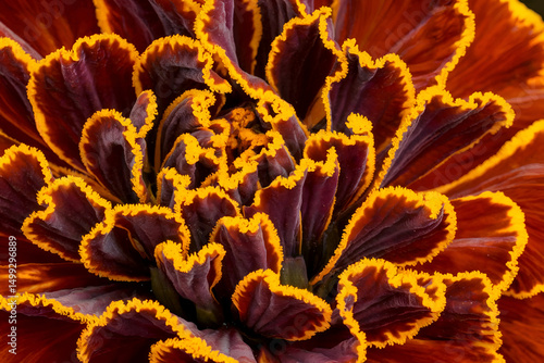 Orange Marigold Petals Close-Up