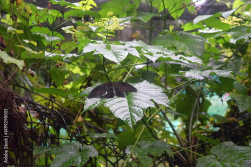 Photography Common Mormon Butterfly (Papilio polytes) Resting on a Leaf at Kuala Lumpur Butt