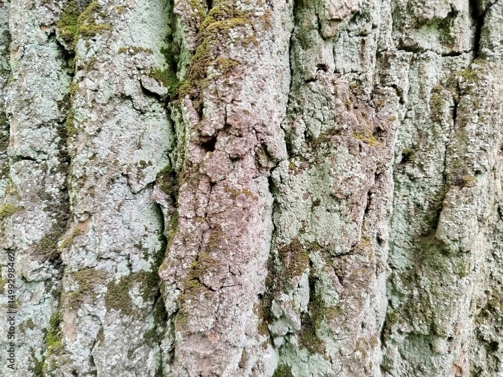 Fototapeta premium bark of a tree