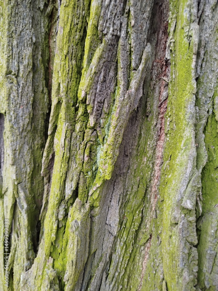 Fototapeta premium bark of a tree